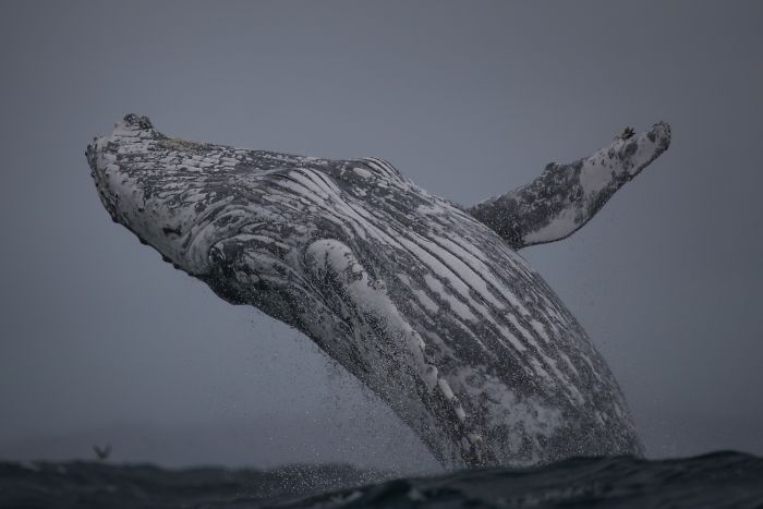 This Giant Humpback Whale Breached Out Of The Ocean, And People Watching It Probably Got Spooked Out This Giant Humpback Whale Breached Out Of The Ocean, And People Watching It Probably Got Spooked Out