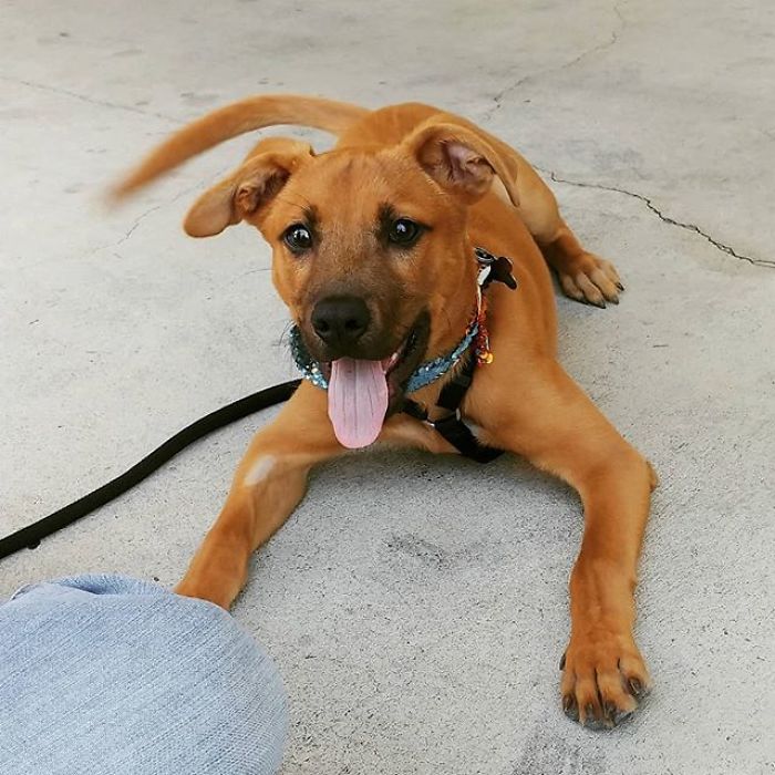 Scooby-Doo-Look-A-Likes