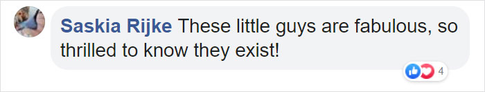 Meet The Most Hardcore Mice You’ve Ever Seen That Hunt Scorpions And Howl At The Moon Meet The Most Hardcore Mice You’ve Ever Seen That Hunt Scorpions And Howl At The Moon