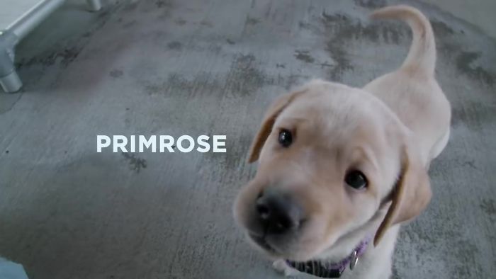 This Adorable Netflix Dogumentary Follows 5 Labrador Puppies' Training To Become Pawsome Guide Dogs This Adorable Netflix Dogumentary Follows 5 Labrador Puppies' Training To Become Pawsome Guide Dogs