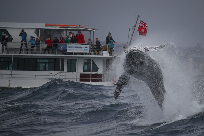 This Giant Humpback Whale Breached Out Of The Ocean, And People Watching It Probably Got Spooked Out This Giant Humpback Whale Breached Out Of The Ocean, And People Watching It Probably Got Spooked Out