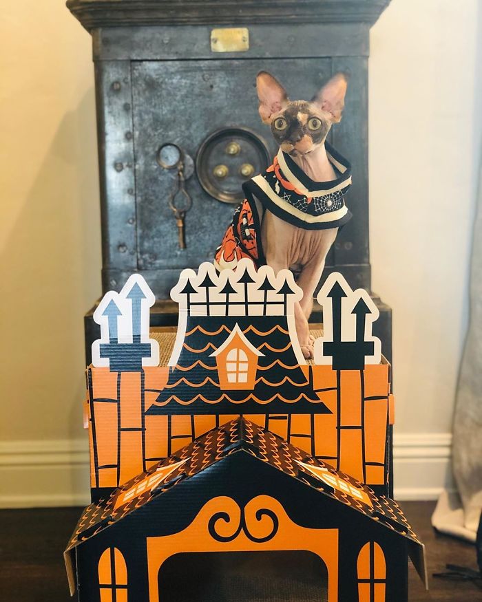 Target Sells Mini Haunted Houses For Cats And They're Purrfect For Halloween Target Sells Mini Haunted Houses For Cats And They're Purrfect For Halloween