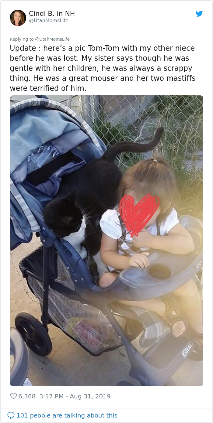 Missing Cat Is Brought Home After 5 Years, Still Recognizes Its Owner