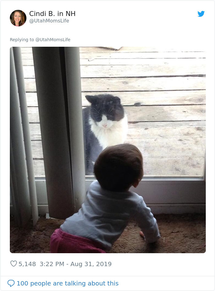 Missing Cat Is Brought Home After 5 Years, Still Recognizes Its Owner Missing Cat Is Brought Home After 5 Years, Still Recognizes Its Owner