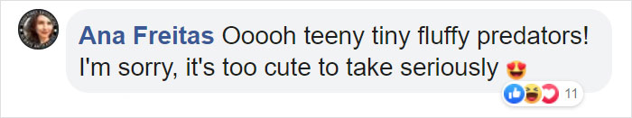 Meet The Most Hardcore Mice You’ve Ever Seen That Hunt Scorpions And Howl At The Moon Meet The Most Hardcore Mice You’ve Ever Seen That Hunt Scorpions And Howl At The Moon