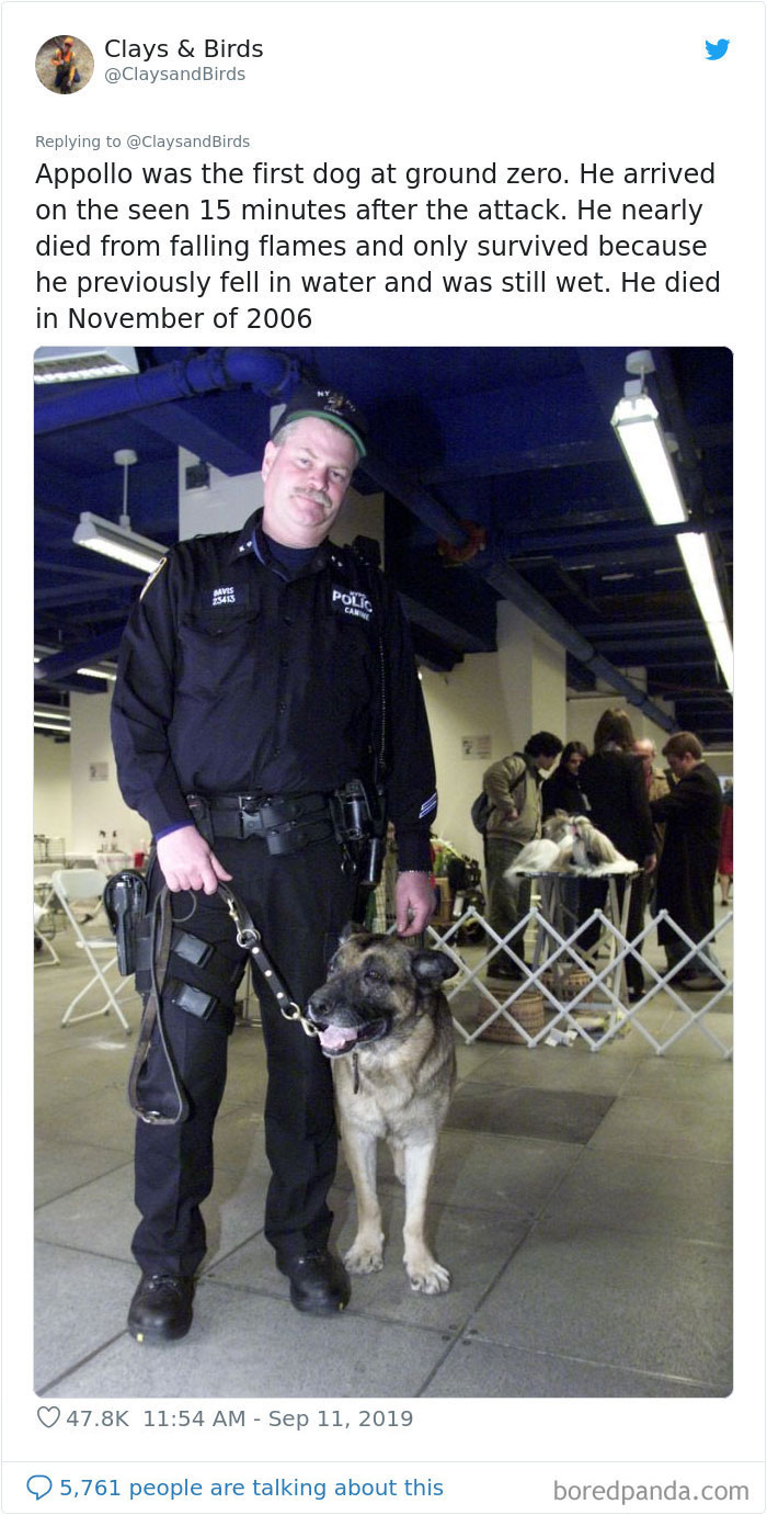 Person Honors The Dog Heroes Of 9/11 That Are Often Overlooked In A Beautifully Sad Twitter Thread Person Honors The Dog Heroes Of 9/11 That Are Often Overlooked In A Beautifully Sad Twitter Thread