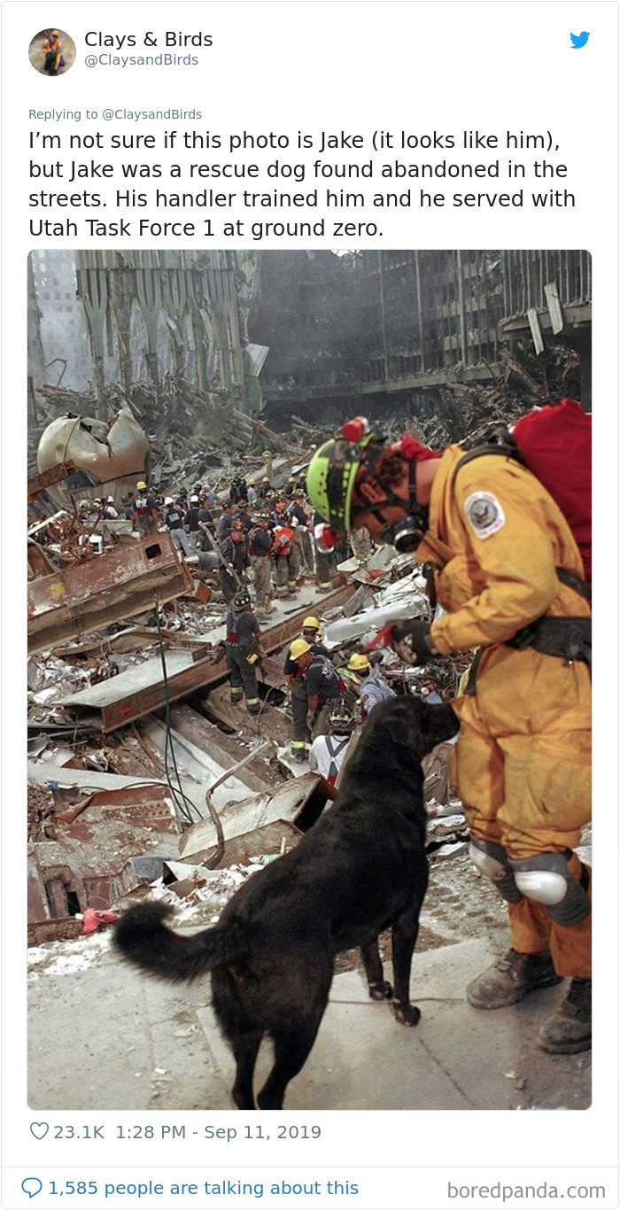 Person Honors The Dog Heroes Of 9/11 That Are Often Overlooked In A Beautifully Sad Twitter Thread Person Honors The Dog Heroes Of 9/11 That Are Often Overlooked In A Beautifully Sad Twitter Thread