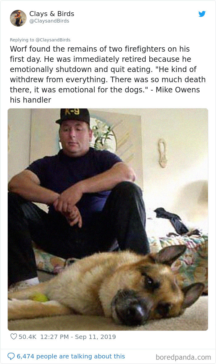 Person Honors The Dog Heroes Of 9/11 That Are Often Overlooked In A Beautifully Sad Twitter Thread Person Honors The Dog Heroes Of 9/11 That Are Often Overlooked In A Beautifully Sad Twitter Thread