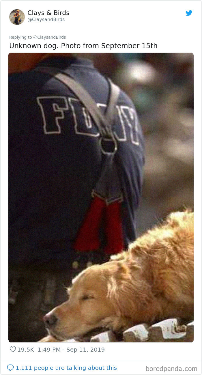 Person Honors The Dog Heroes Of 9/11 That Are Often Overlooked In A Beautifully Sad Twitter Thread Person Honors The Dog Heroes Of 9/11 That Are Often Overlooked In A Beautifully Sad Twitter Thread