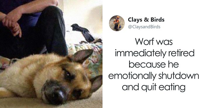 Person Honors The Dog Heroes Of 9/11 That Are Often Overlooked In A Beautifully Sad Twitter Thread