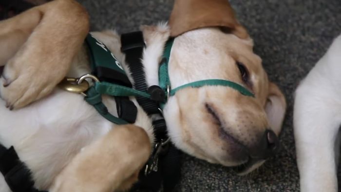 This Adorable Netflix Dogumentary Follows 5 Labrador Puppies' Training To Become Pawsome Guide Dogs