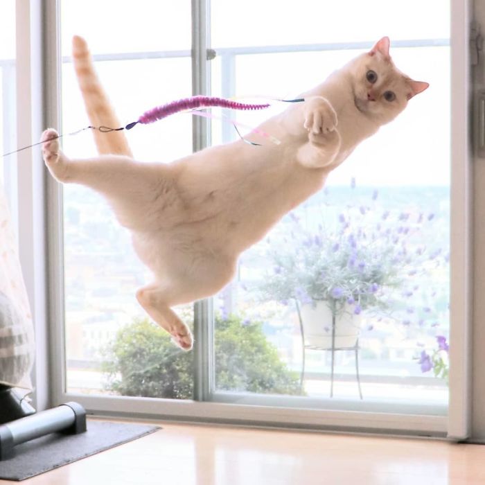 Dancing Ninja Cat