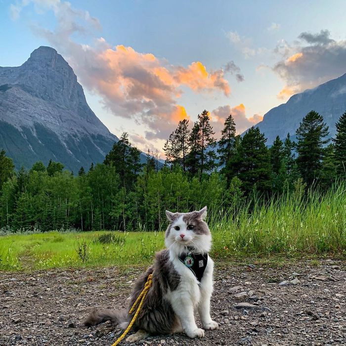 Gary The Adventure Cat