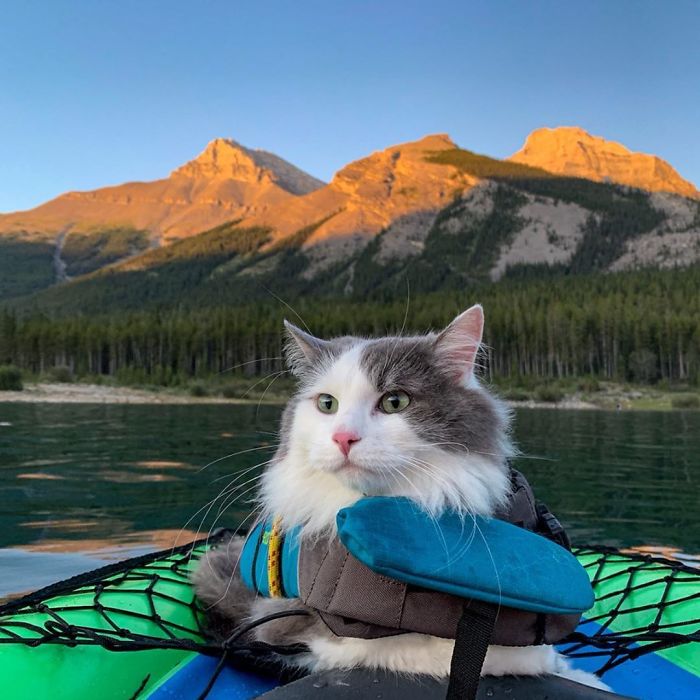 Gary The Adventure Cat