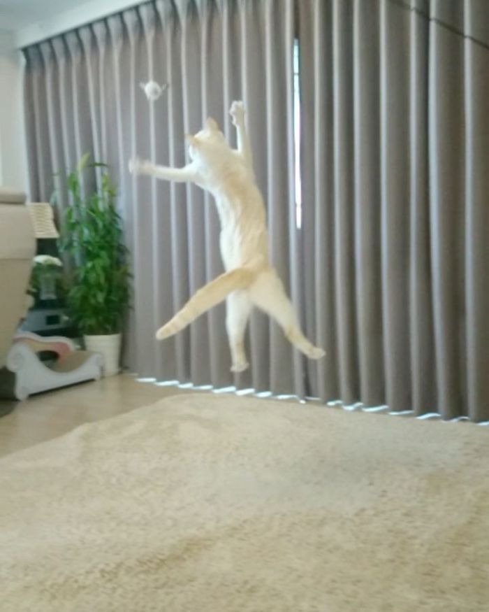 Dancing Ninja Cat