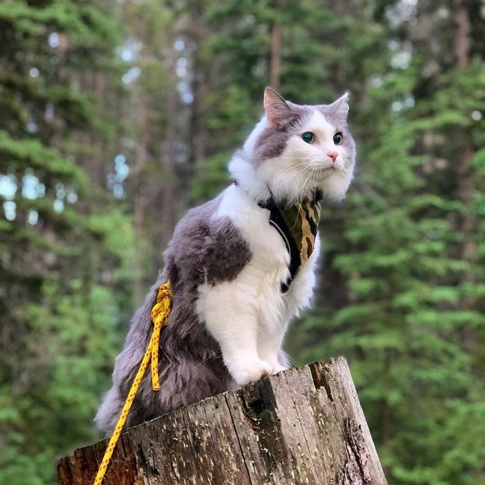 Gary The Adventure Cat