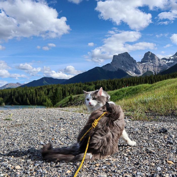 Gary The Adventure Cat