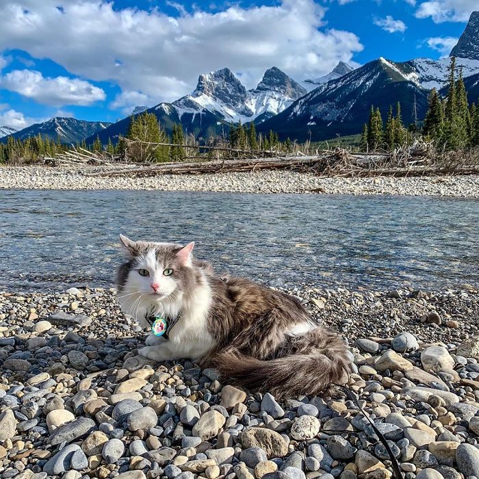 Gary The Adventure Cat