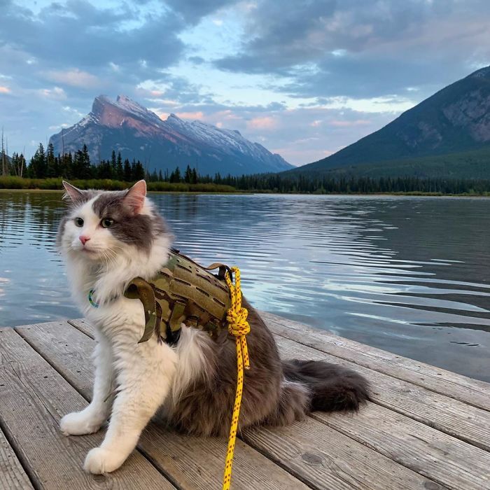 Gary The Adventure Cat
