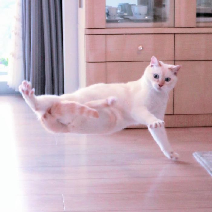 Dancing Ninja Cat