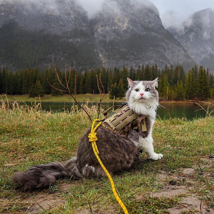 Gary The Adventure Cat