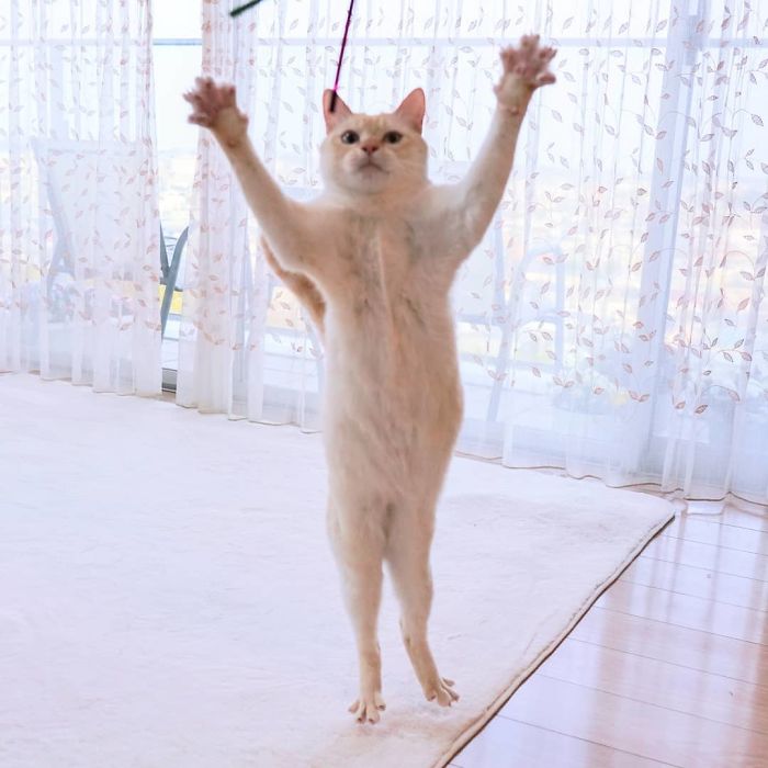 Dancing Ninja Cat