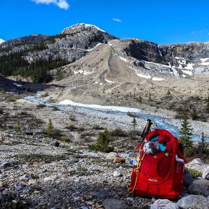 Gary The Adventure Cat