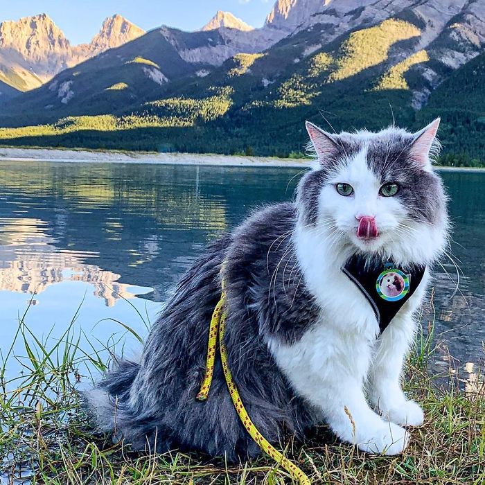 Gary The Adventure Cat