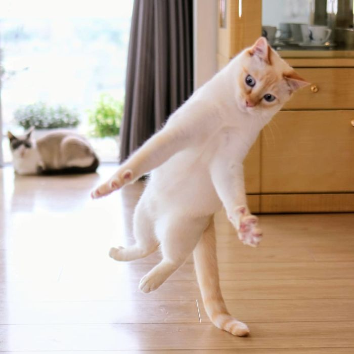 Dancing Ninja Cat