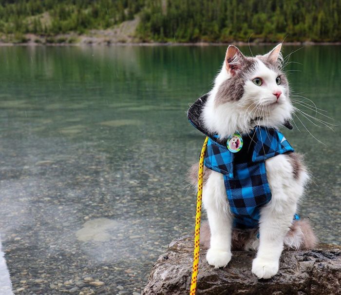 Gary The Adventure Cat