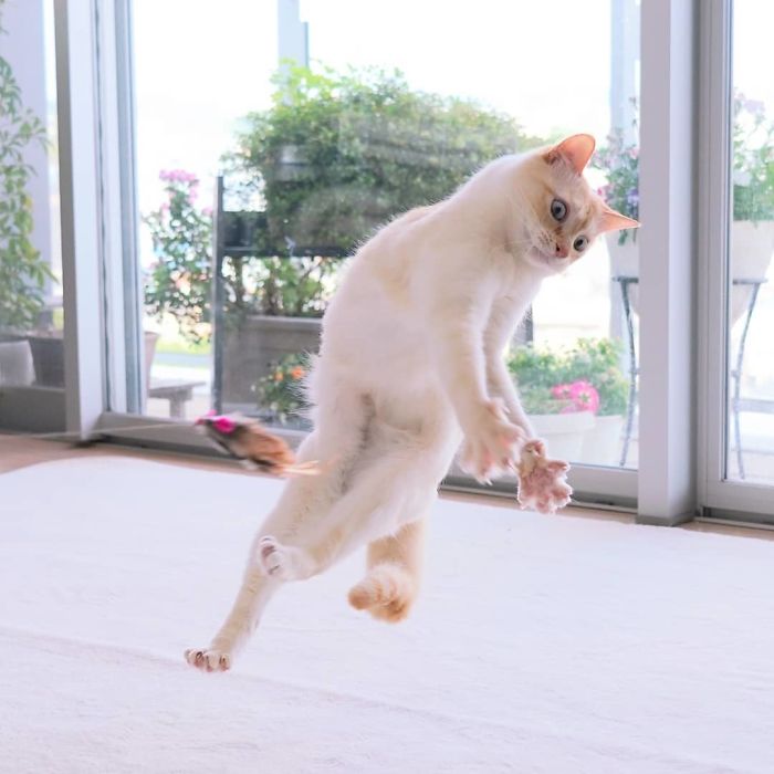 Dancing Ninja Cat