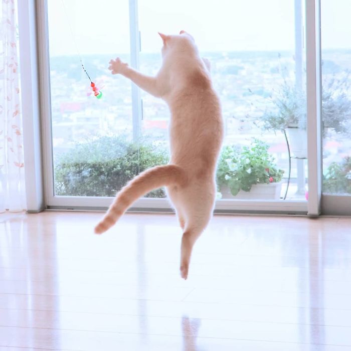 Dancing Ninja Cat