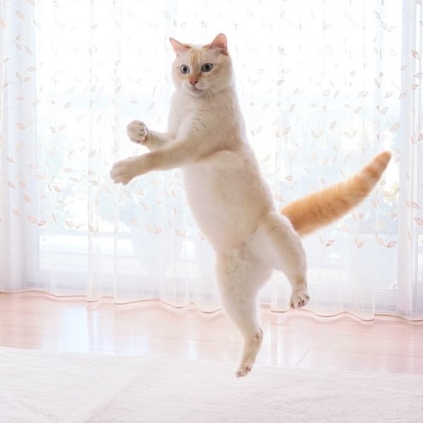 Dancing Ninja Cat