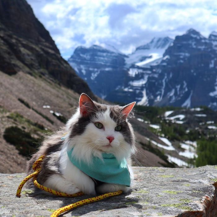 Gary The Adventure Cat