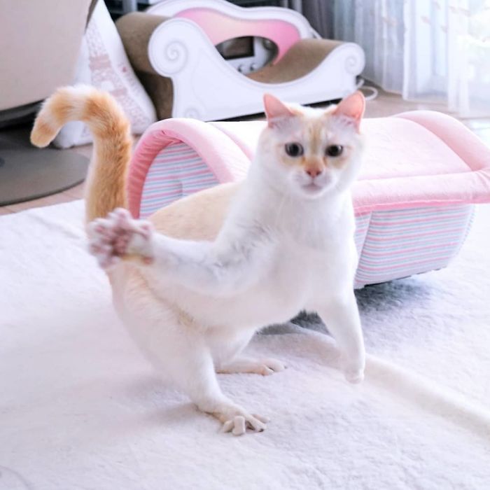 Dancing Ninja Cat