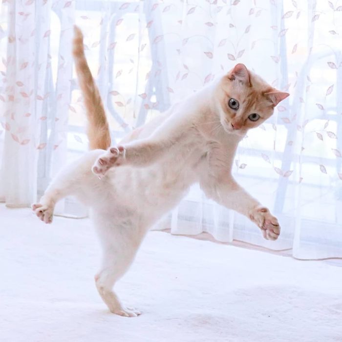 Dancing Ninja Cat