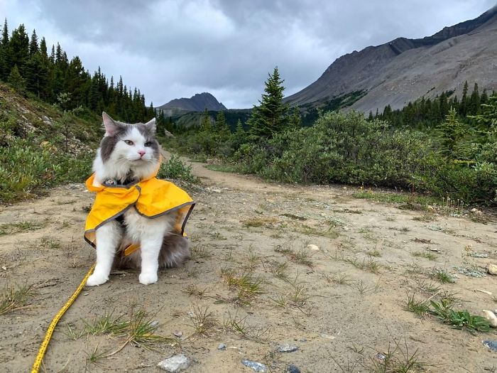 Gary The Adventure Cat