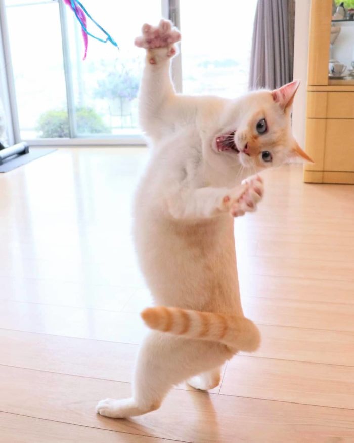 Dancing Ninja Cat