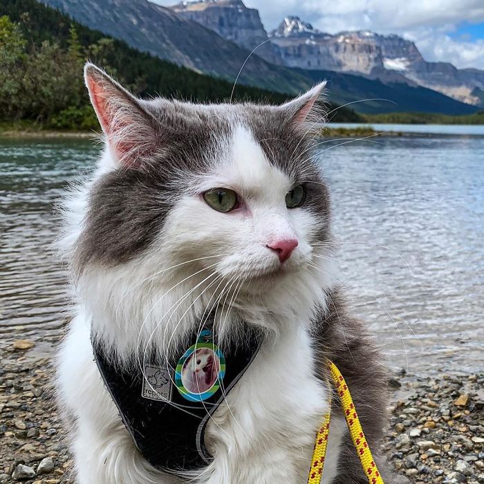 Gary The Adventure Cat
