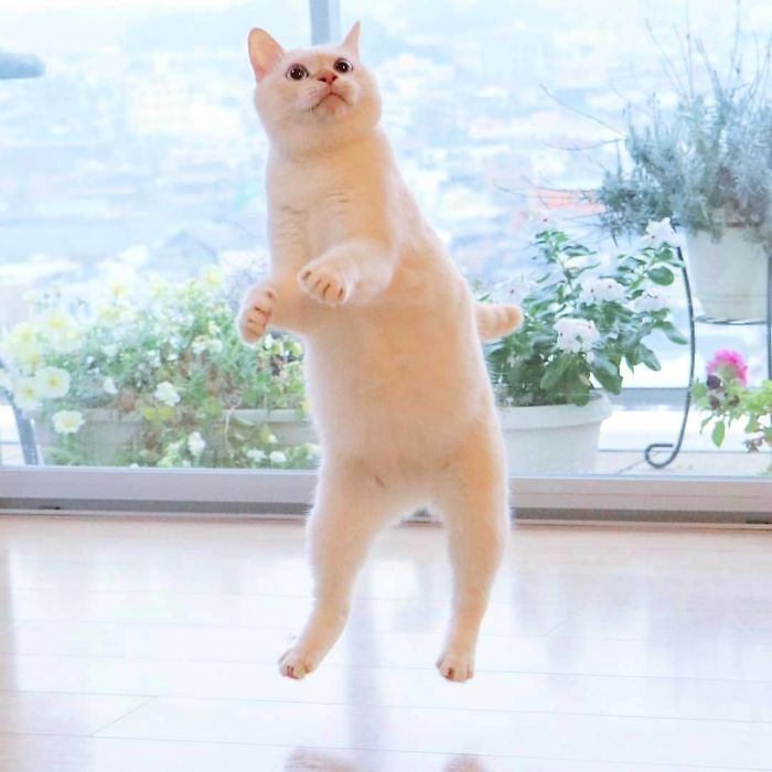 Dancing Ninja Cat