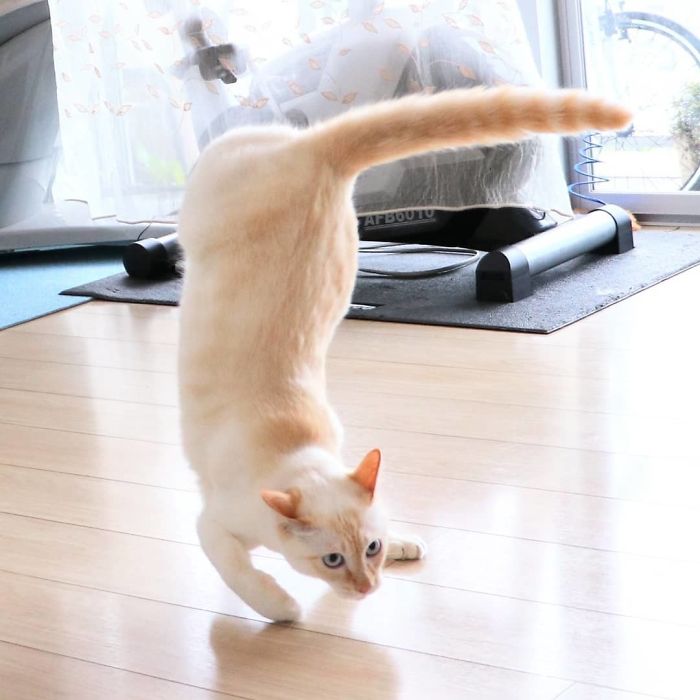 Dancing Ninja Cat