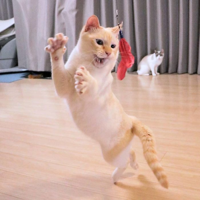 Dancing Ninja Cat