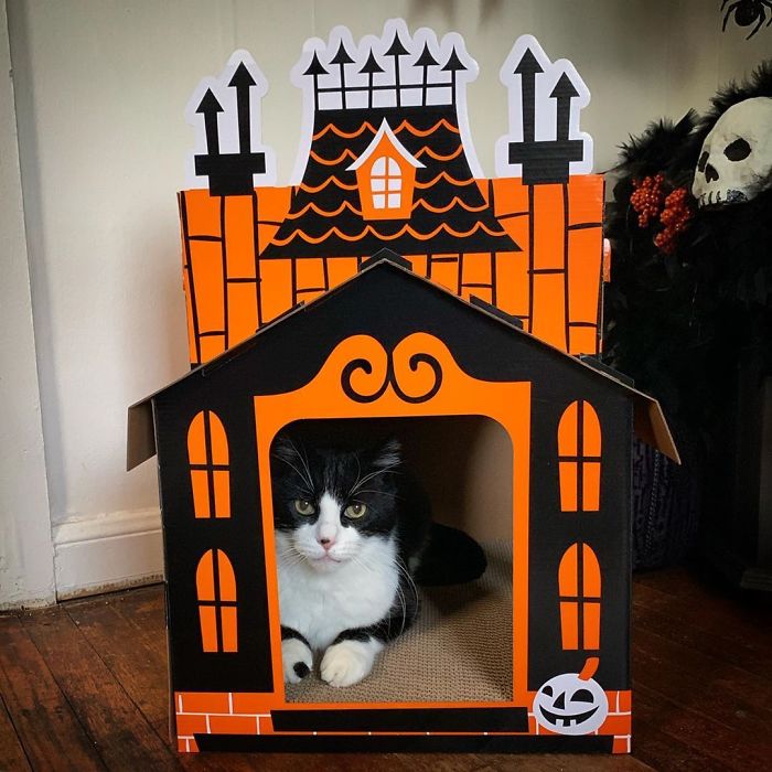 Target Sells Mini Haunted Houses For Cats And They're Purrfect For Halloween Target Sells Mini Haunted Houses For Cats And They're Purrfect For Halloween