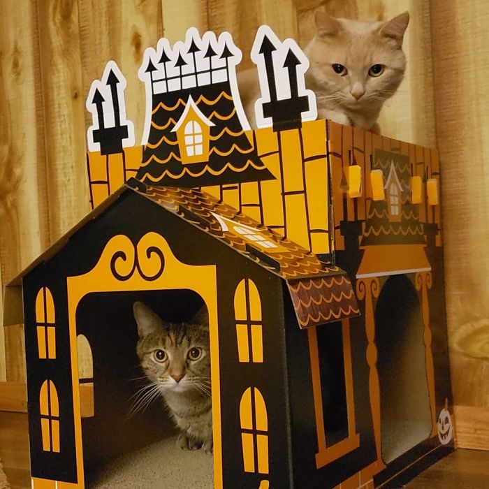 Target Sells Mini Haunted Houses For Cats And They're Purrfect For Halloween Target Sells Mini Haunted Houses For Cats And They're Purrfect For Halloween