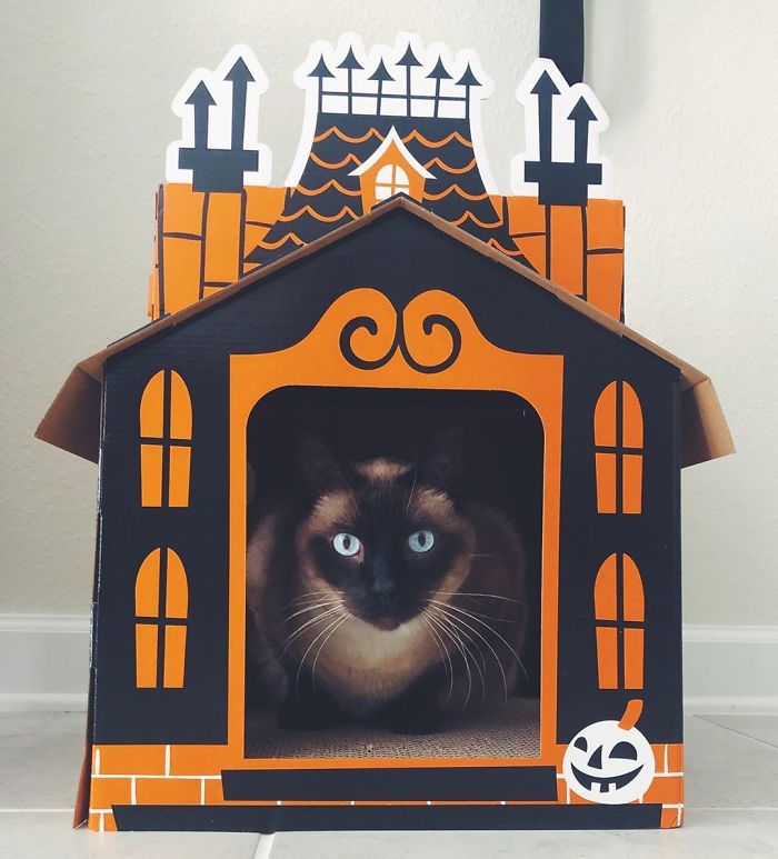 Target Sells Mini Haunted Houses For Cats And They're Purrfect For Halloween Target Sells Mini Haunted Houses For Cats And They're Purrfect For Halloween