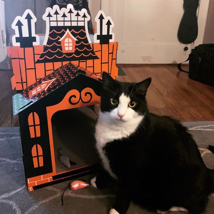 Target Sells Mini Haunted Houses For Cats And They're Purrfect For Halloween Target Sells Mini Haunted Houses For Cats And They're Purrfect For Halloween