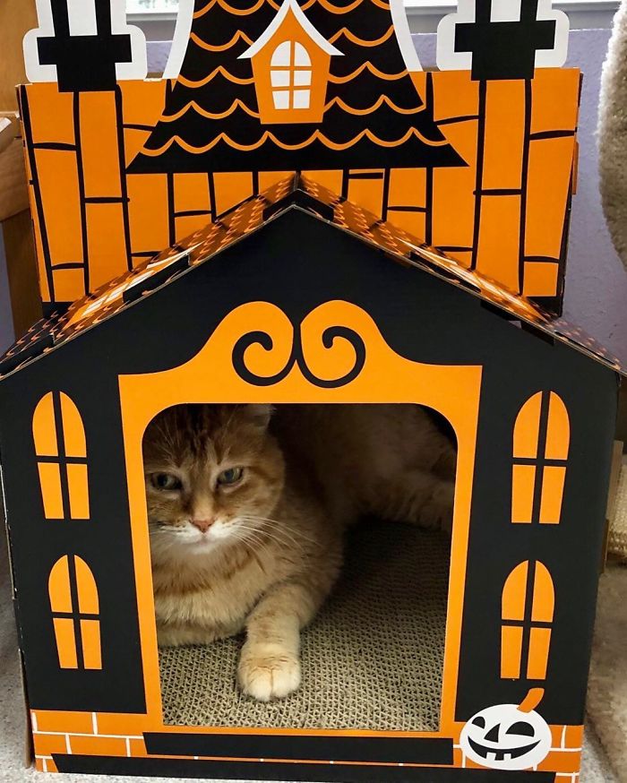 Target Sells Mini Haunted Houses For Cats And They're Purrfect For Halloween Target Sells Mini Haunted Houses For Cats And They're Purrfect For Halloween