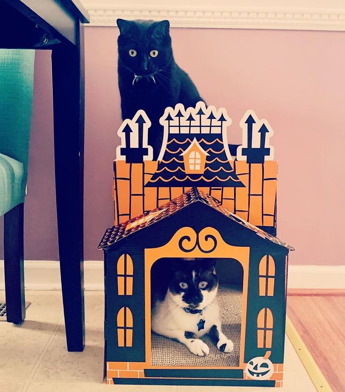 Target Sells Mini Haunted Houses For Cats And They're Purrfect For Halloween Target Sells Mini Haunted Houses For Cats And They're Purrfect For Halloween