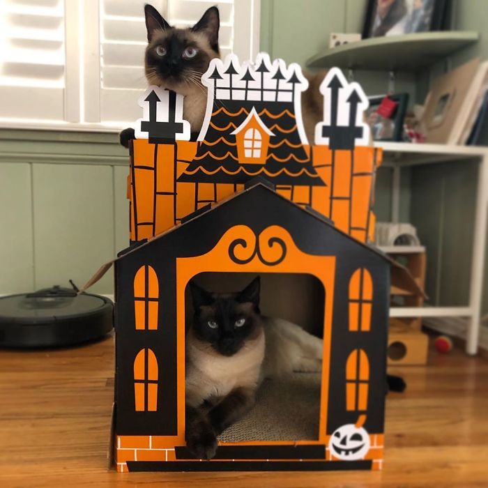 Target Sells Mini Haunted Houses For Cats And They're Purrfect For Halloween Target Sells Mini Haunted Houses For Cats And They're Purrfect For Halloween