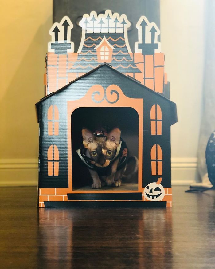 Target Sells Mini Haunted Houses For Cats And They're Purrfect For Halloween Target Sells Mini Haunted Houses For Cats And They're Purrfect For Halloween